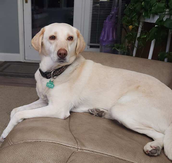 Photo of Cinderella (aka Bella)