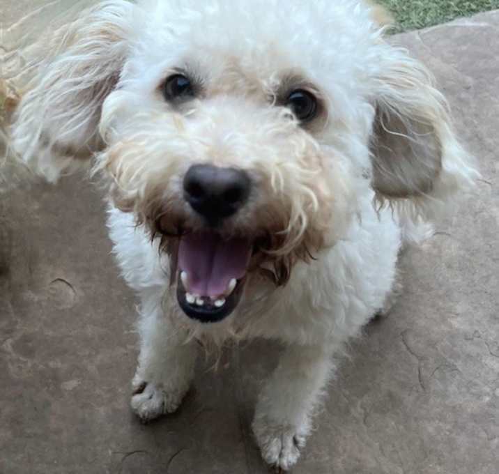 Photo of Sheldon