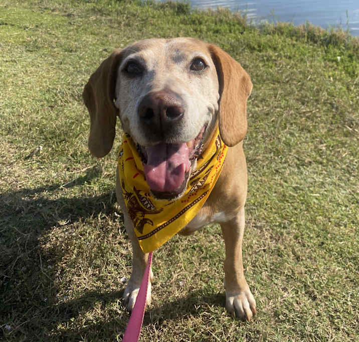 Photo of Sadie
