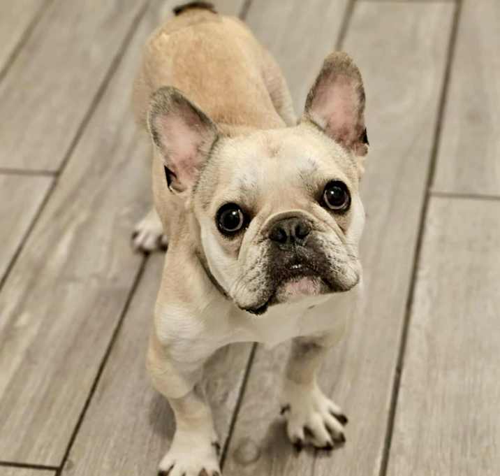 Photo of Spud