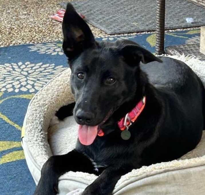Photo of Willow