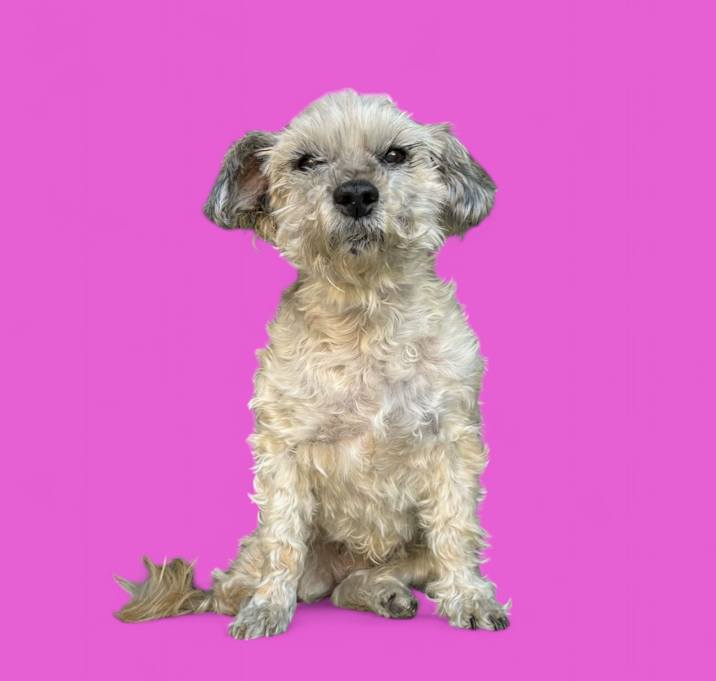 Photo of Chi Chi