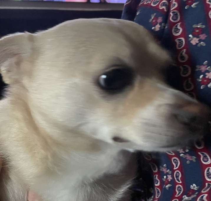Photo of Peanut