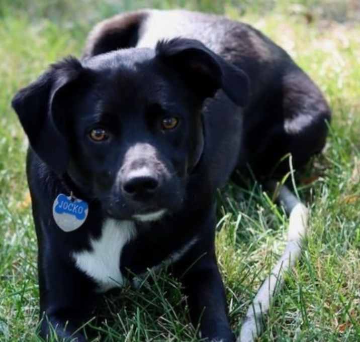 Photo of Jocko