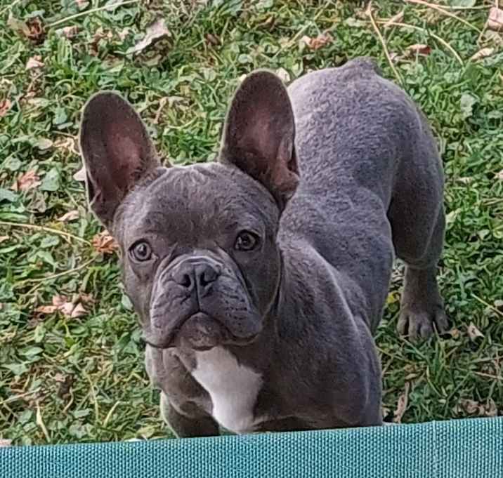 Photo of Boo-Boo Bear