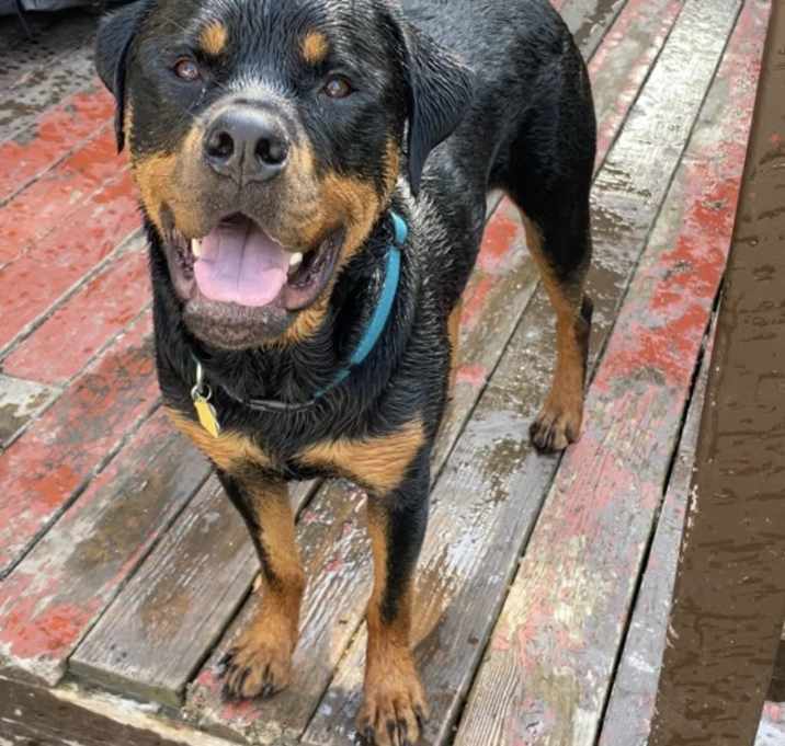 Photo of Rocco