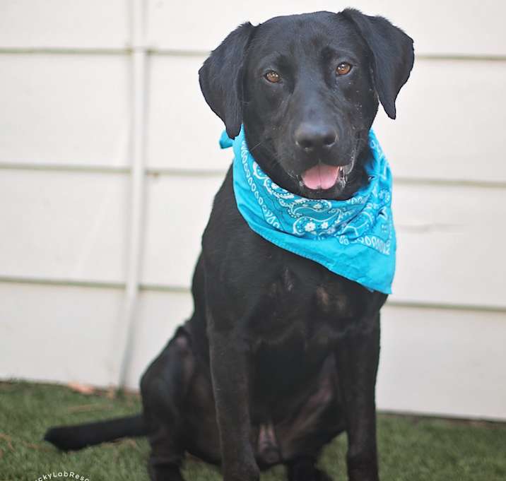 Photo of Beau