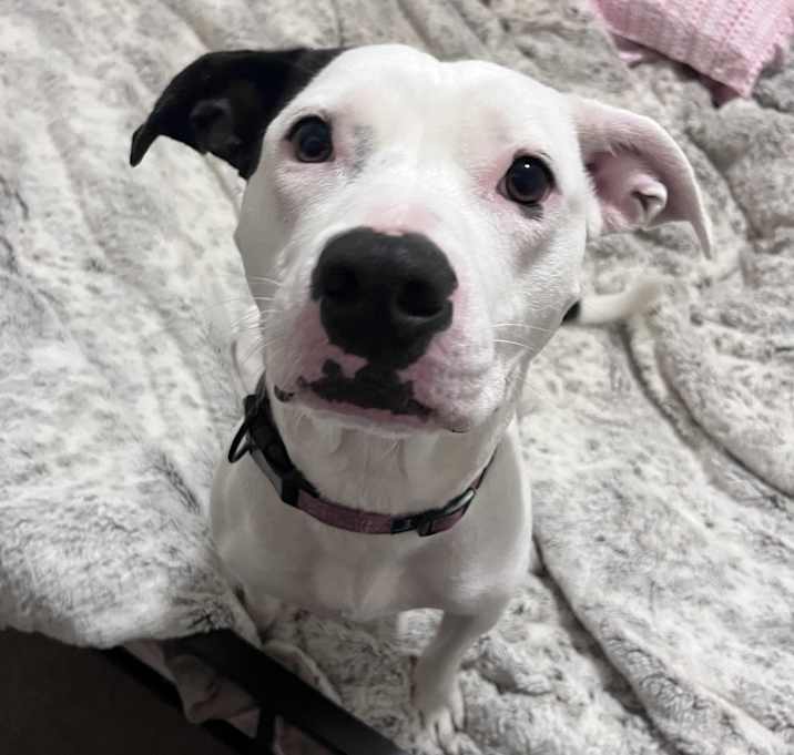 Photo of Darla
