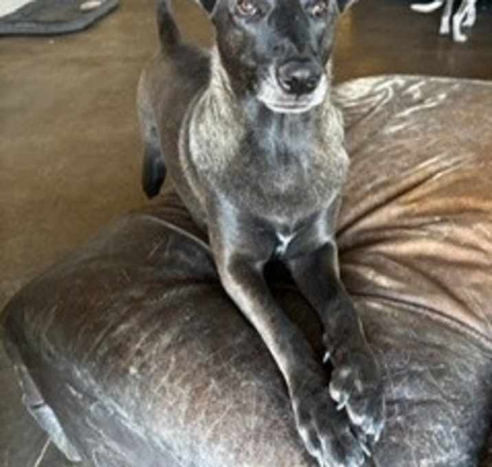 Photo of Shadow