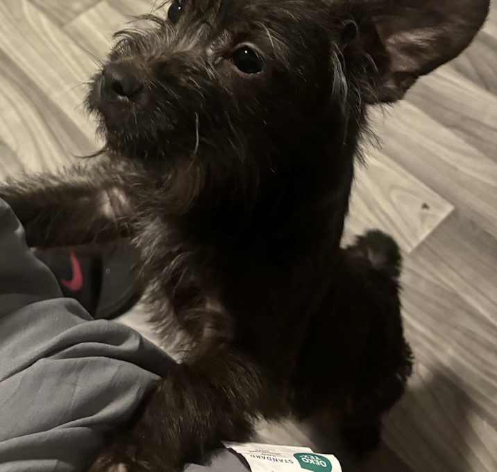 Photo of Rocko