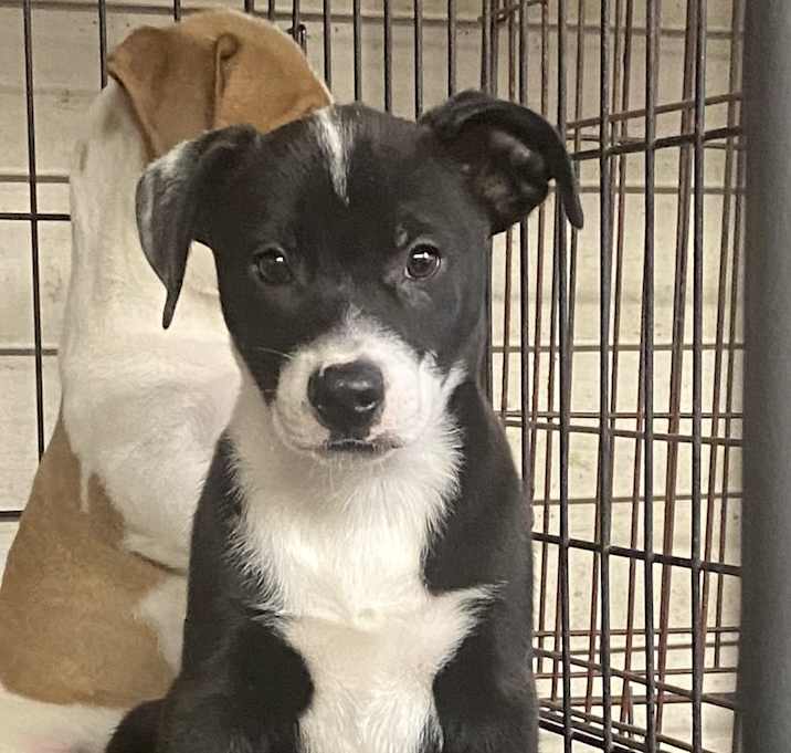Photo of Maverick