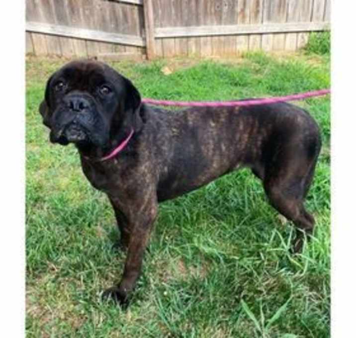 Photo of Bandit