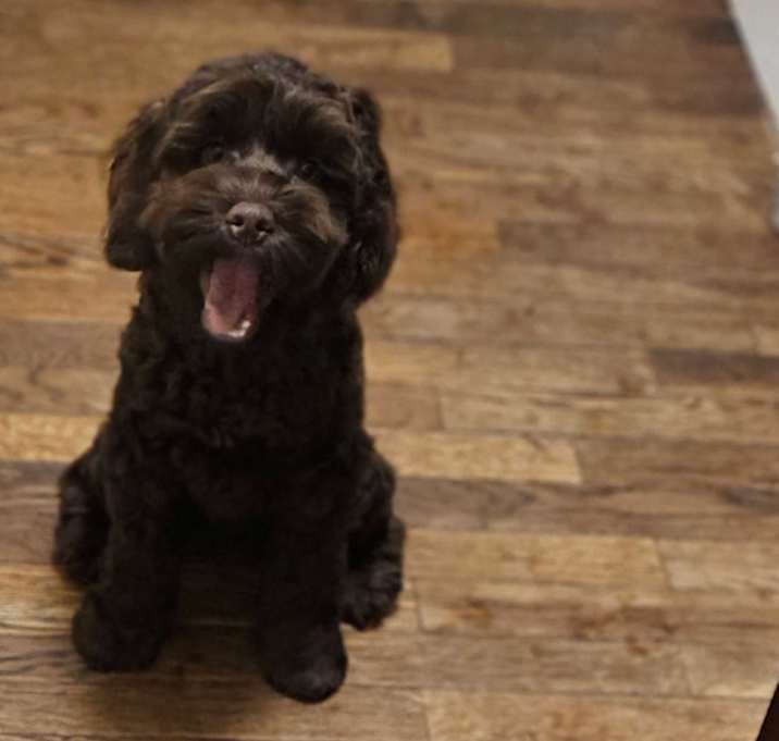 Photo of Mocha
