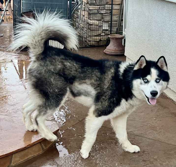 Photo of Dodger