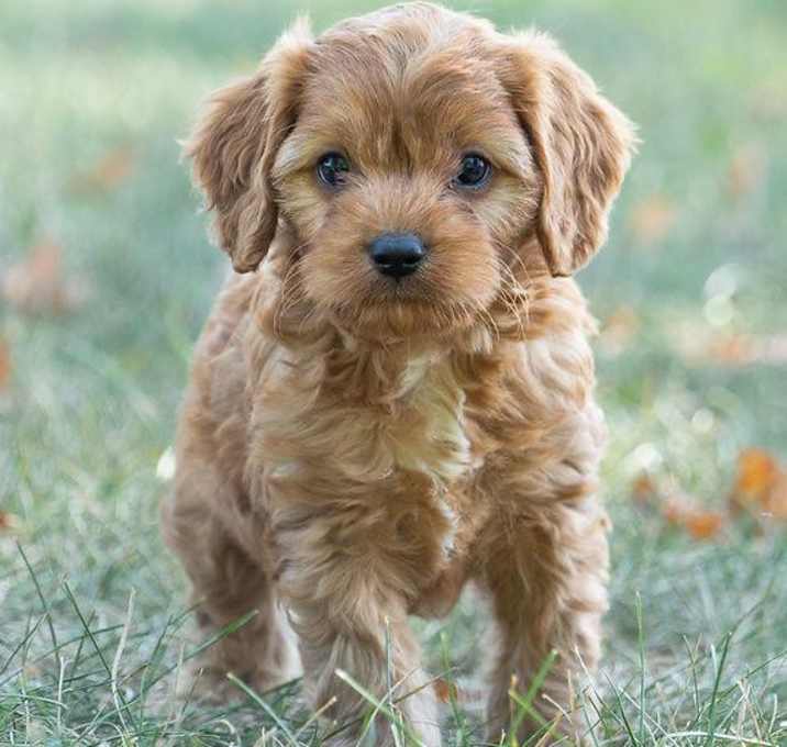 Photo of Jingle bell