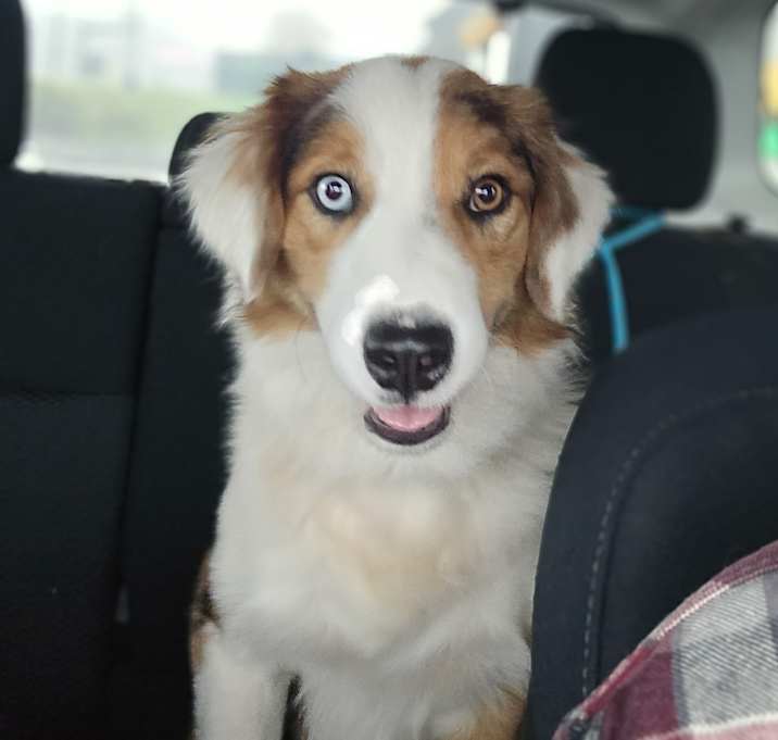 Photo of Boone
