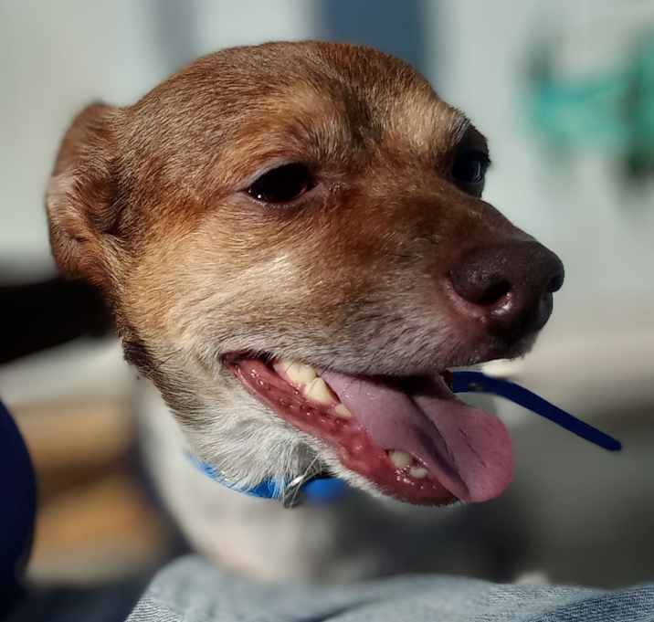 Photo of Milo