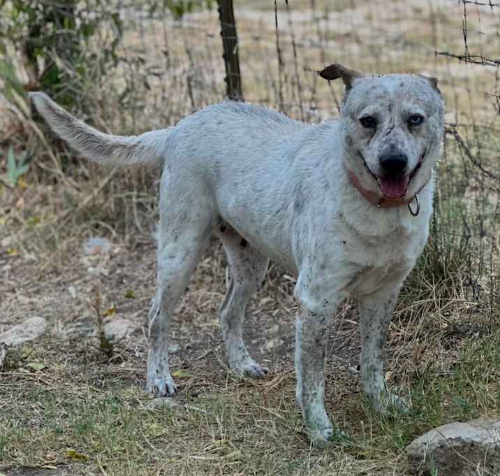 Photo of Indie