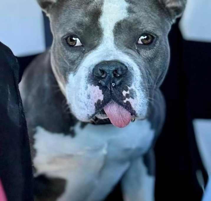 Photo of Millie