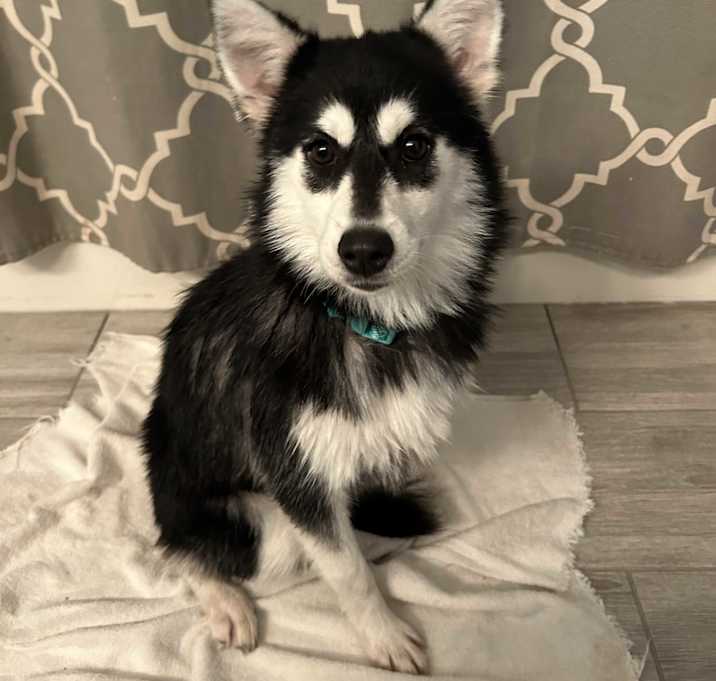 Photo of Loki