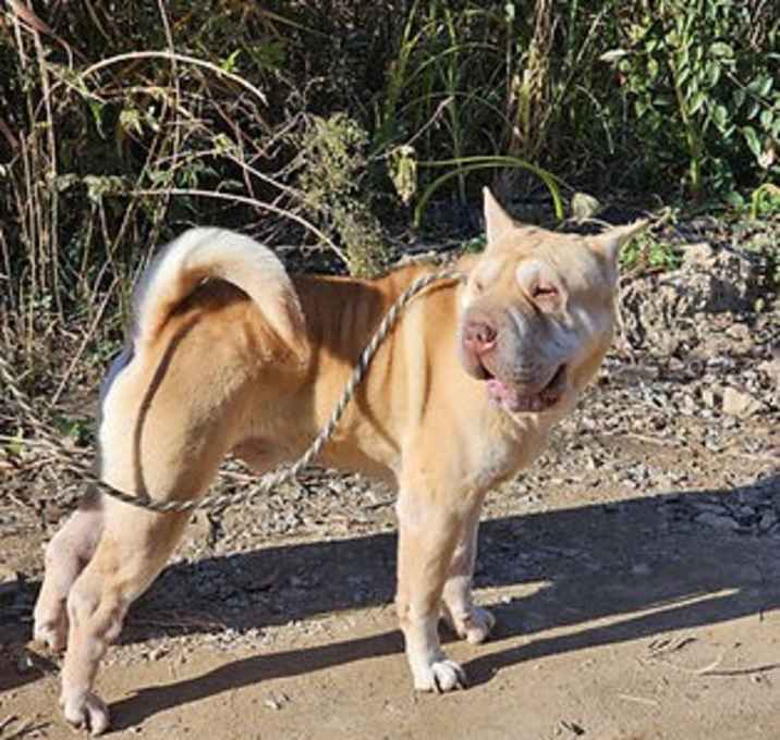 Photo of Bear