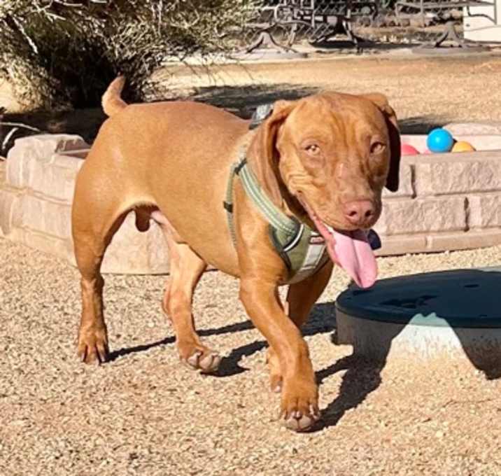 Photo of Oscar