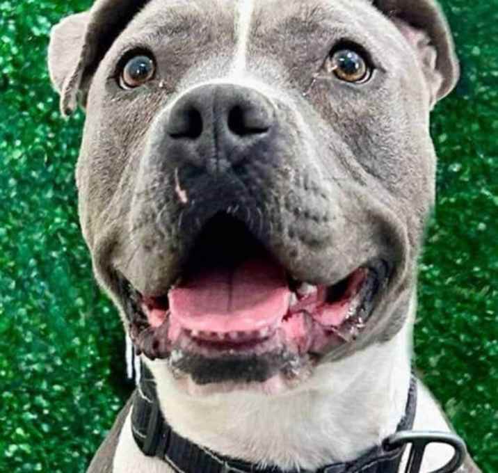 Photo of Valentina  (CP) - Adopt Me!