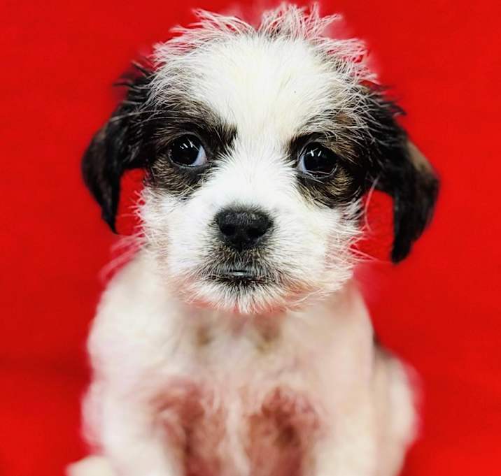 Photo of Miracle #9931