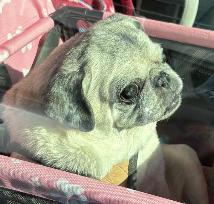 Photo of Coco adoption pending!