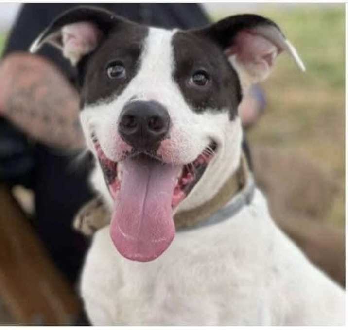 Photo of Bandit