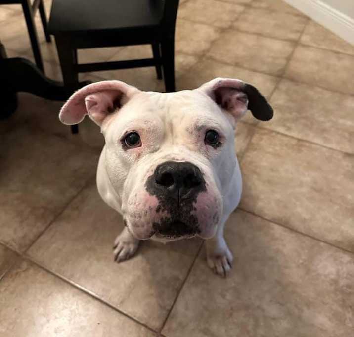Photo of Bella