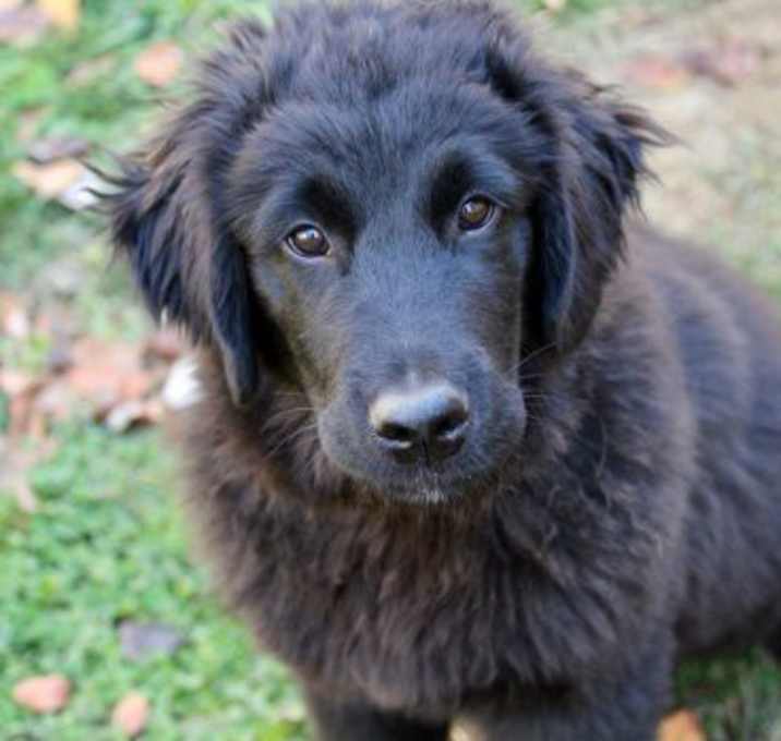 Photo of Flint
