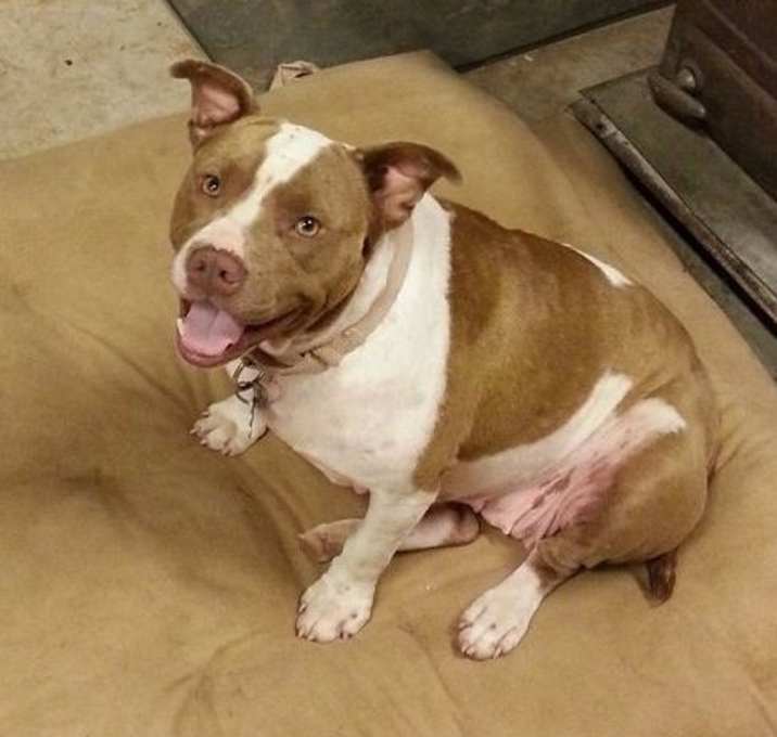 Photo of Pebbles