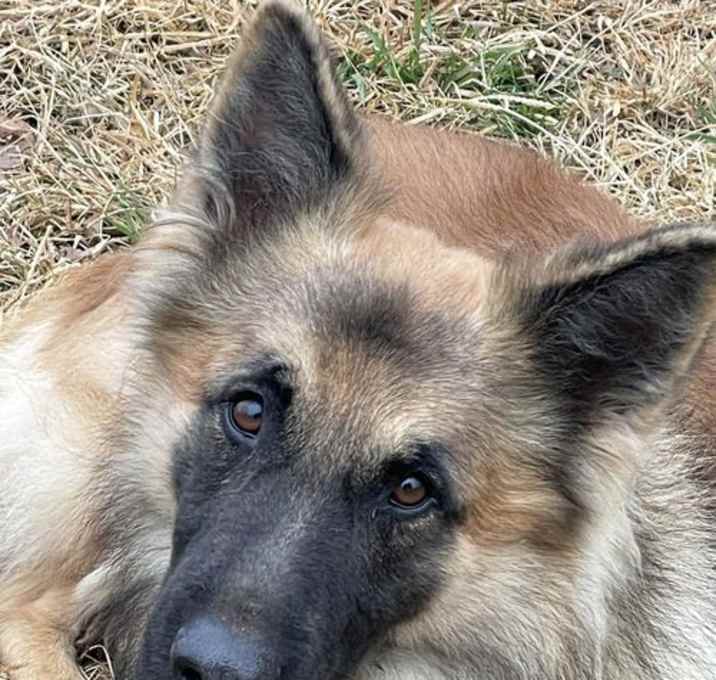 Photo of Niro