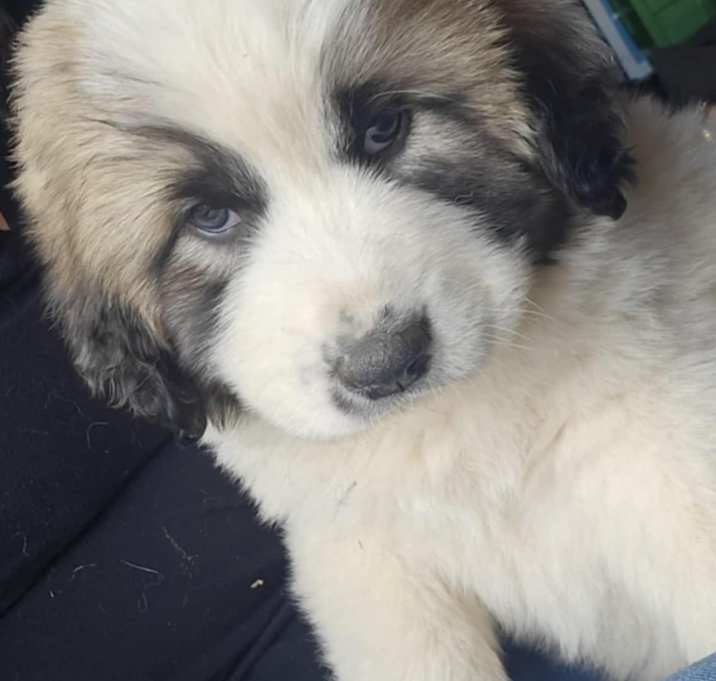 Photo of Dolly