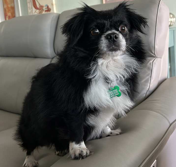Photo of LILY