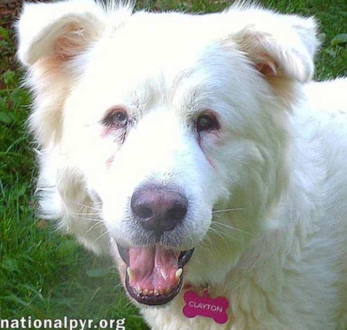 Photo of Clayton in TN - Super-Duper Playful Boy!