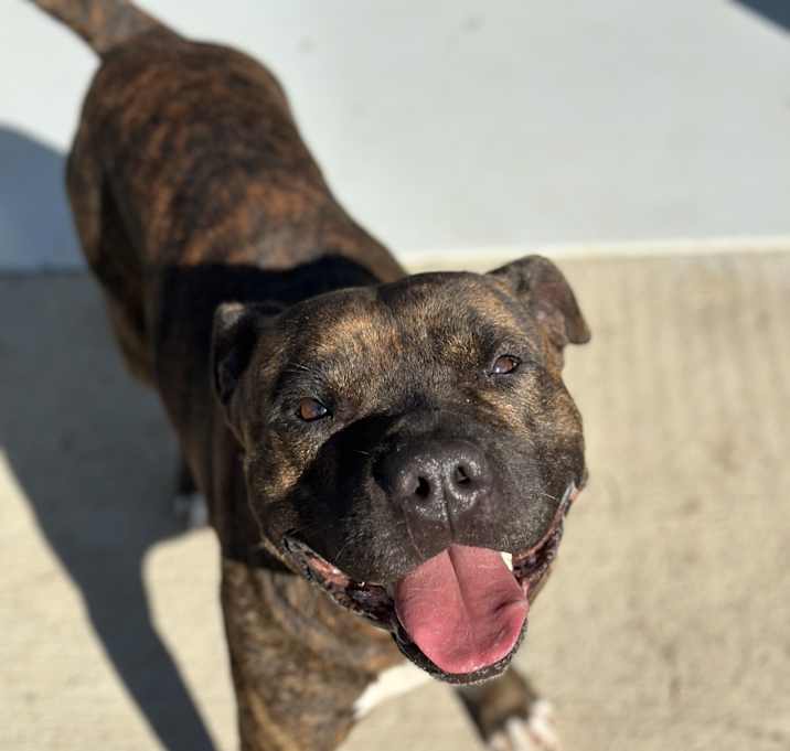 Photo of Hambone