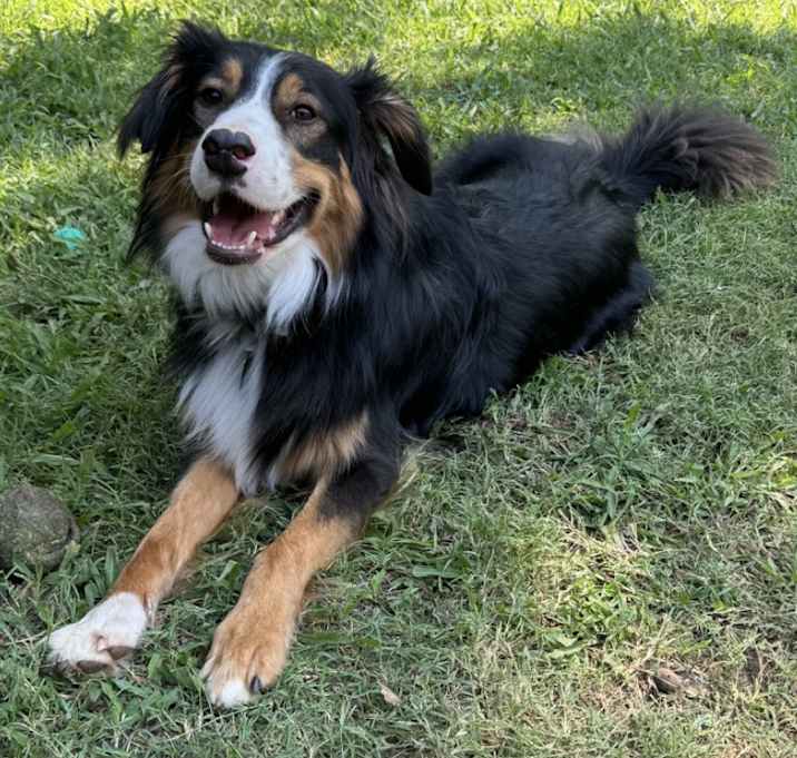 Photo of Ollie