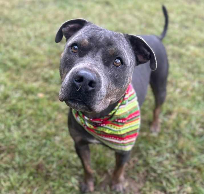 Photo of Boo