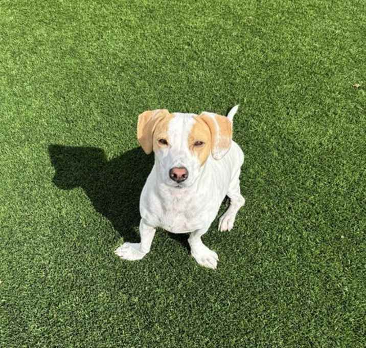 Photo of COURTESY POSTING DAISY