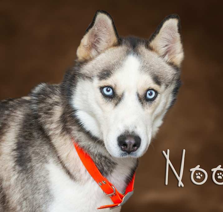 Photo of Nook