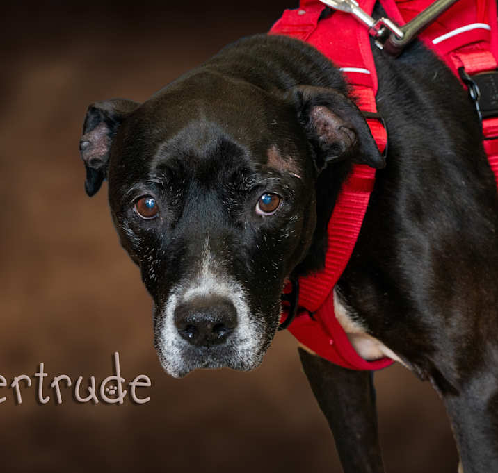 Photo of Gertrude
