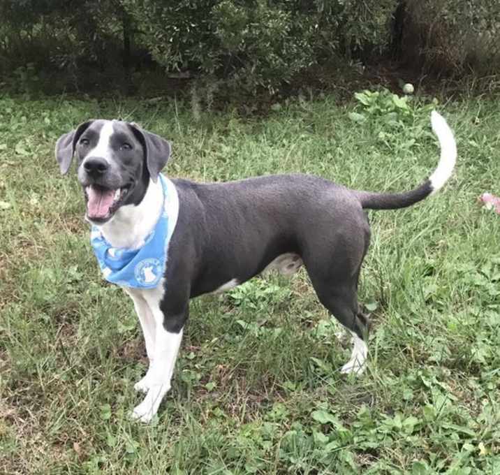 Photo of Willis