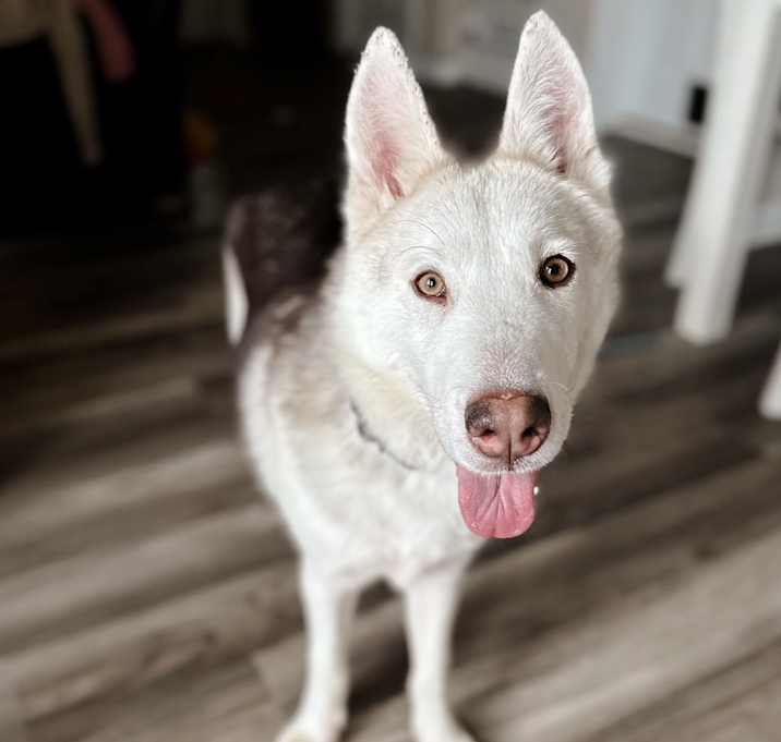 Photo of Timber