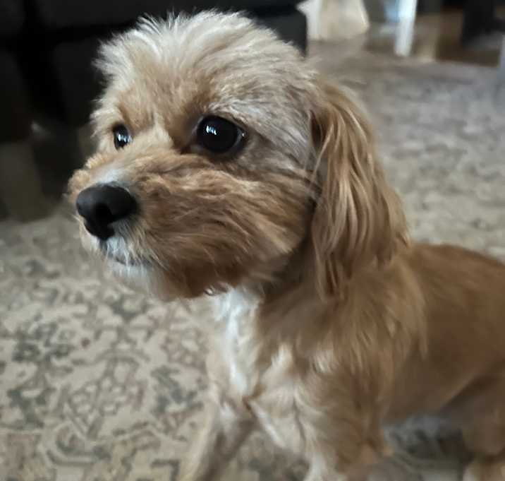 Photo of Willow