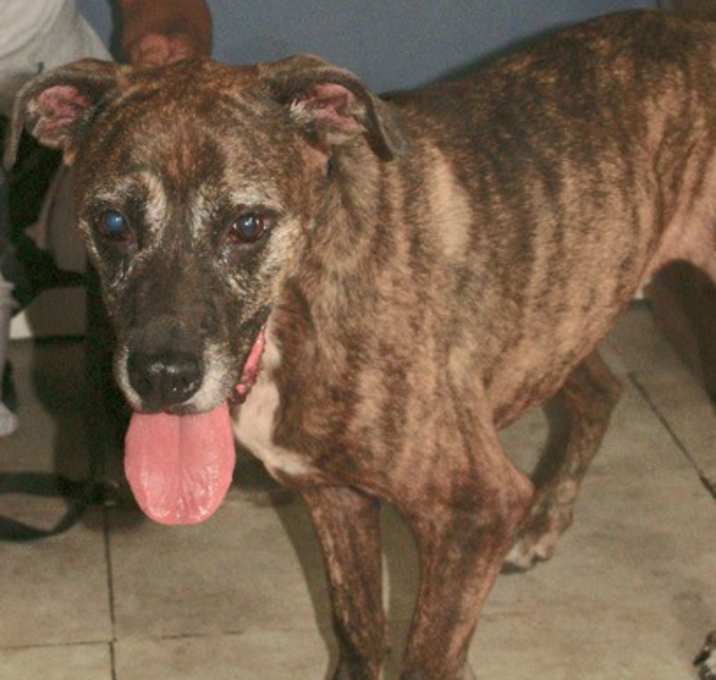 Photo of Dixie