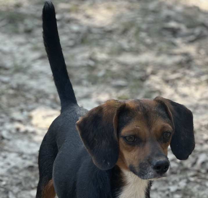 Photo of Rocky