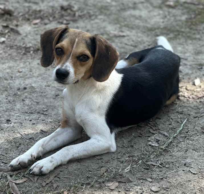 Photo of Henry