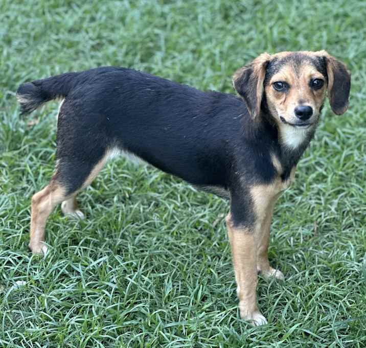 Photo of Nubby